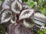 B. ‘Lavender Glow’